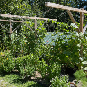 Mark’s Vermont Veggie Garden is Growing Up