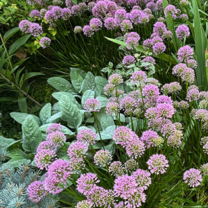 Wendy’s Mature Garden in Pennsylvania, Part 1