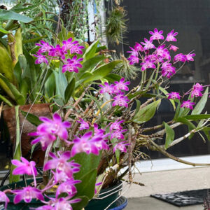 A Return to Jeff’s Patio Garden in California