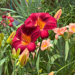 Early and Midsummer in Beth’s North Carolina Garden