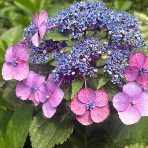 August in Carla’s Pennsylvania Garden, Part 2