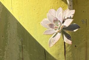 I’m talking native plant design on Growing Greener Podcast