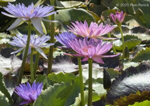 Waterlily oasis in San Angelo