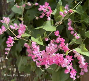 Fall sights at Barton Springs Nursery