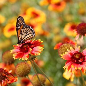 7 DIY Butterfly Magnets For Your Garden –