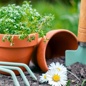 Are You Tossing Garden Gold? 10 Brilliant Ways to Rescue Old Pots –