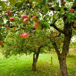 4 Apple Tree Pruning Tricks for Beginners –