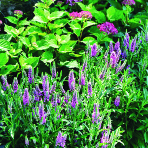 Best Long-Blooming Perennials for Sun in the Midwest