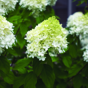 Best Long-Blooming Perennials for Sun in the Mid-Atlantic