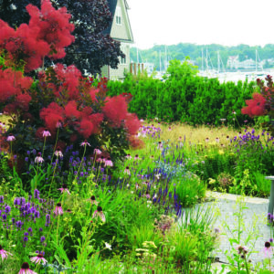 Best Long-Blooming Sun Perennials for the Northeast