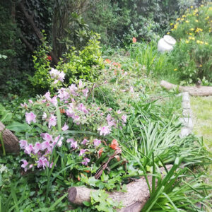 Ezequiel’s Early Spring Garden in Buenos Aires