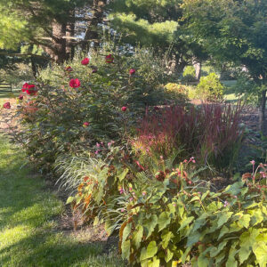 Rhonda’s Late Summer Garden in Pennsylvania