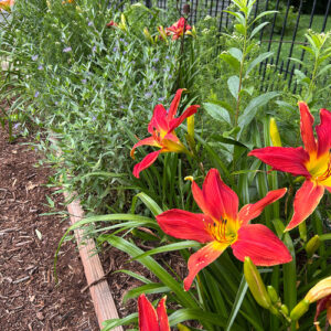 Late Summer in Marget’s St. Louis Garden