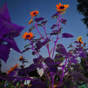Addilynne’s Memorial Sunflowers in California