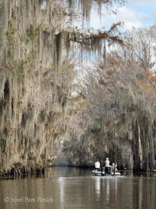 Canoeing and birdwatching on Caddo Lake