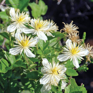 Fast-Growing Plants That Help Fill Gaps in the Mountain West