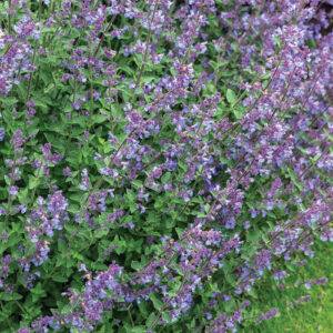 Fast-Growing Plants That Help Fill Gaps in the Midwest