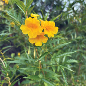 Fast-Growing Plants That Help Fill Gaps in Southwest Gardens