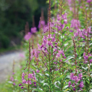 Fireweed: A Tough-as-Nails Summer Bloomer for Challenging Spots