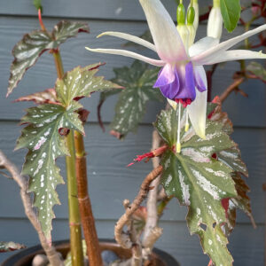 Barb’s Early Blooms in California