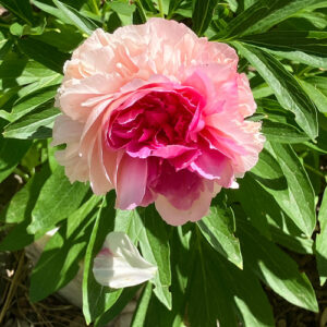 Peonies in Nina’s Montana Garden