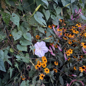 Connie’s Colorful Garden in Georgia