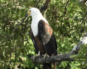 Links 2/10/2026 | naked capitalism