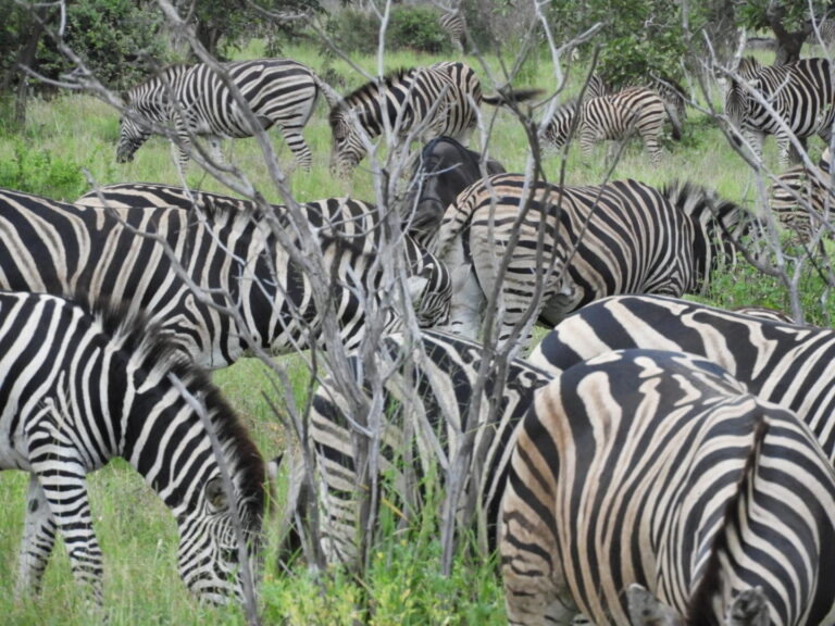 Links 2/11/2026 | naked capitalism