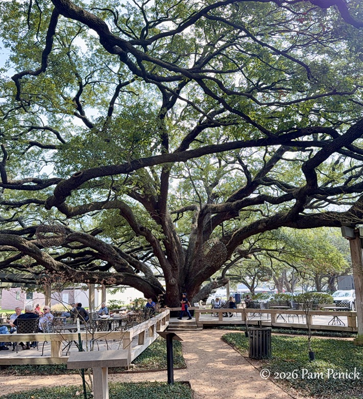 Biggest live oaks in Houston? They’re Prime!