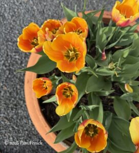 Tulips and Rice Owls in Houston