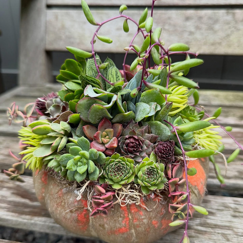 Cherry’s Festive Fall Pumpkins – Fine Gardening