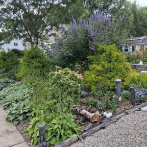 Marty’s 2025 Garden Highlights, Part 4