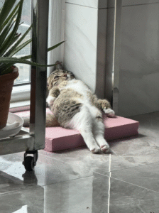 Links 2/9/2026 | naked capitalism