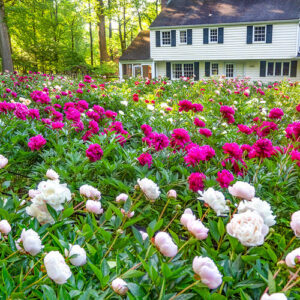The Business of Backyard Flower Farming: Peony’s Envy