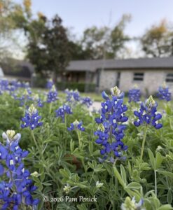 Blues, birds, and a blooming agave
