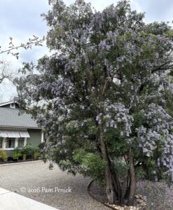 Grape-alicious Texas mountain laurel spring
