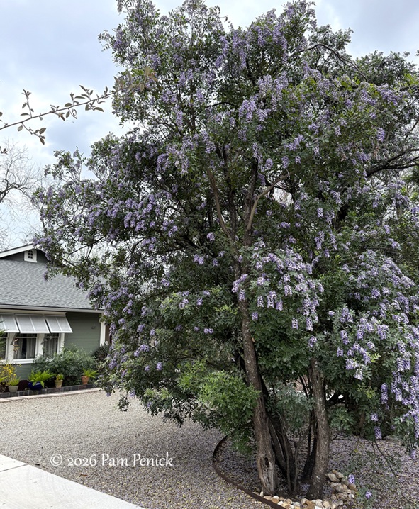 Grape-alicious Texas mountain laurel spring