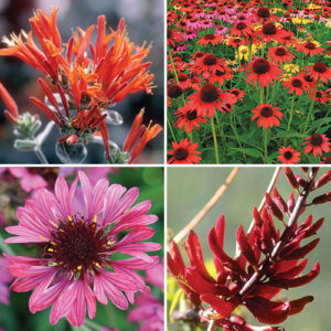 Strong Summer Bloomers for the Southeast