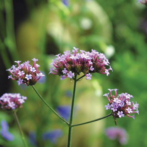 Top Plants to Reinvigorate a Mature Garden