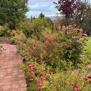 Roses and More in Connie’s Montana Garden