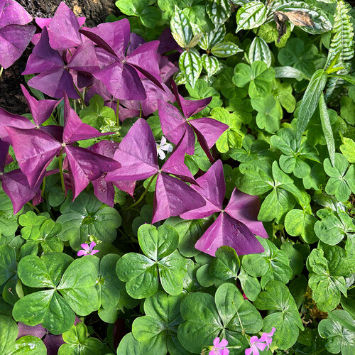 GPOD on the Road: Winter at Greater Des Moines Botanical Garden