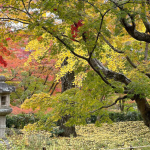GPOD on the Road: Peak Autumn Foliage in Japan, Part 1