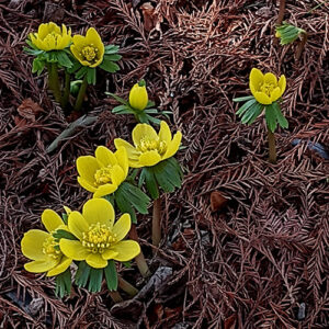 GPOD on the Road: Early Bloomers at Chicago Botanic Garden