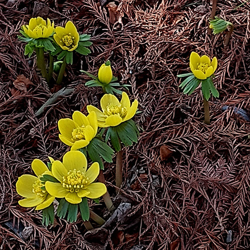 GPOD on the Road: Early Bloomers at Chicago Botanic Garden