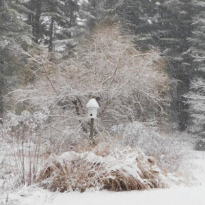 Fresh Snow in Heidi’s Connecticut Garden