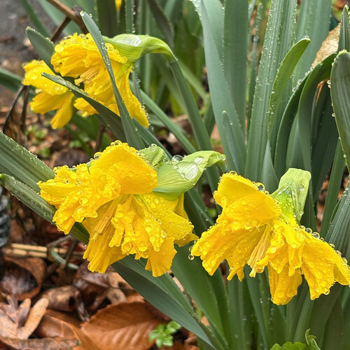 Signs of Early Spring in Carla’s Pennsylvania Garden, Part 1