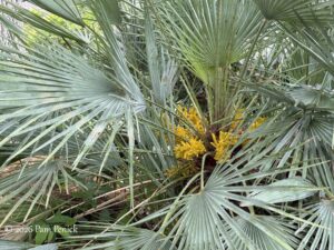Foliage and more flower spikes, plus my final book talk