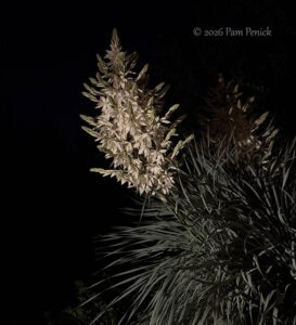 Yucca rostrata flowers light up night garden