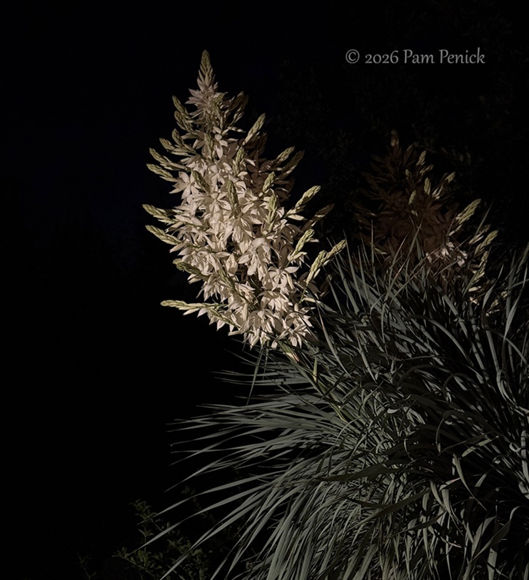 Yucca rostrata flowers light up night garden