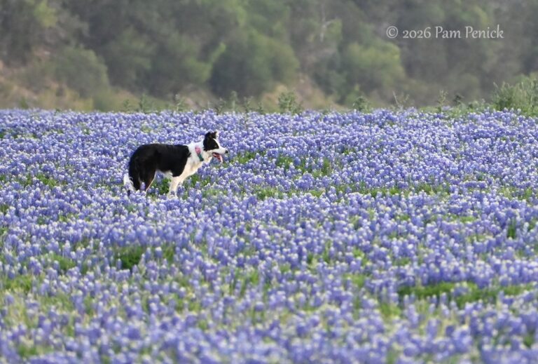 Field-of-dreams bluebonnets at Muleshoe Bend